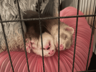 2 Female Young Ferrets