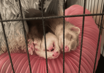 2 Female Young Ferrets
