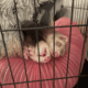 2 Female Young Ferrets