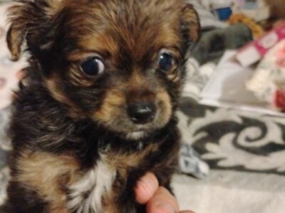 Long Hair Chihuahua