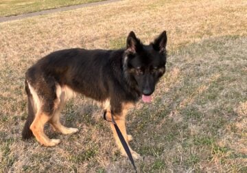 Beautiful German Shepherd