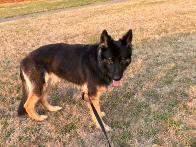 Beautiful German Shepherd