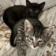 Kittens 9 weeks old