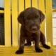 LABrador Retriever Puppies AKC Registered
