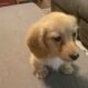Miniature Dauchshund