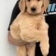 golden retriever puppies (ready)