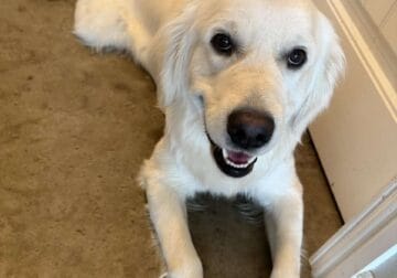 One year old Golden Retriever Pup