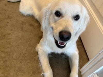 One year old Golden Retriever Pup