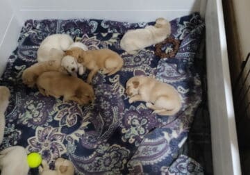 Golden retriever puppies