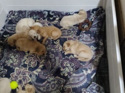 Golden retriever puppies