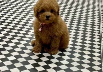 Tiny toy poodle