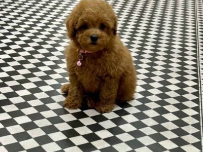Tiny toy poodle