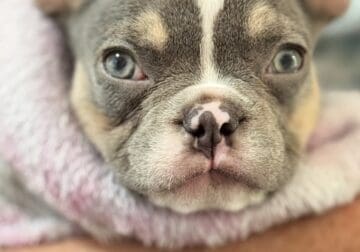 French Bulldog