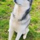 Cooper Needs a Forever Human