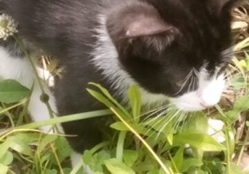 8-week-old kittens