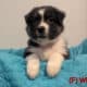 Australian Shepherd Puppies – Mesa AZ