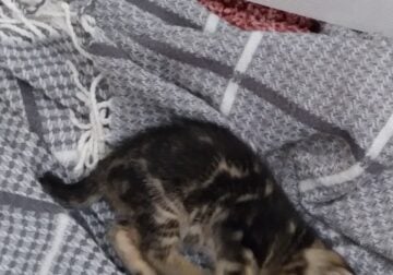 Black and brown Bengal