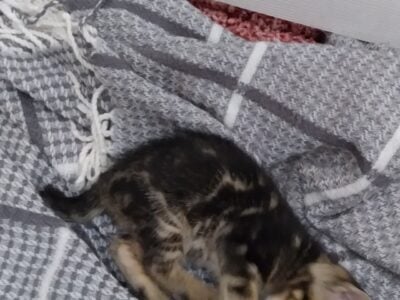 Black and brown Bengal