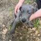 Great Dane puppies