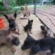 Belgian Malinois puppy