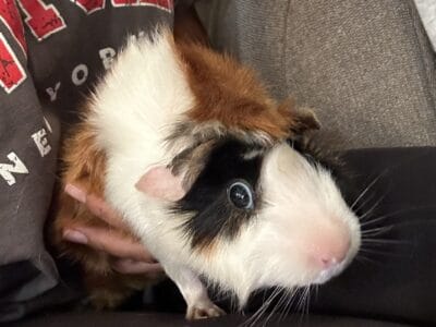 Guinea Pig