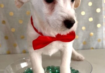 Maltipoo chihuahua small dog cute as button