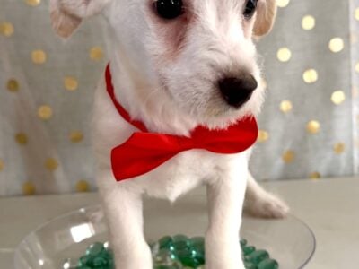 Maltipoo chihuahua small dog cute as button