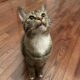 Loving Cat That Deserves More Time