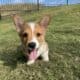 Pembroke welsh corgis