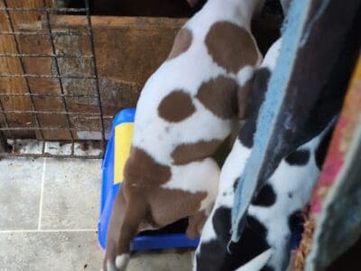 American Staffordshire puppy polka