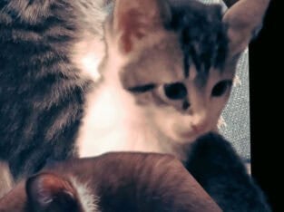 Shadow and her kittens