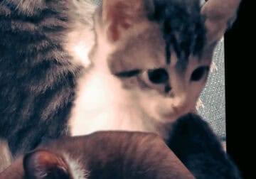 Shadow and her kittens