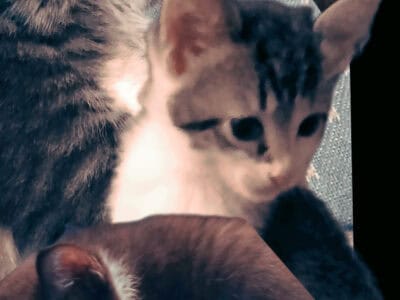 Shadow and her kittens