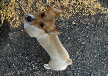 Corgi