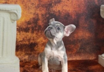 Luke the Frenchie