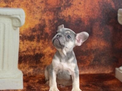 Luke the Frenchie
