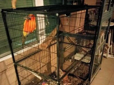 Parrot
