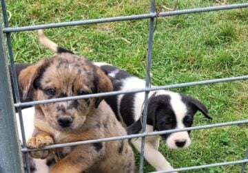 Puppies for adoption