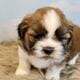 Male Shih Tzu Pups