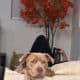 Rehome American Bully Pitbull