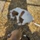 daniff/ pit puppies
