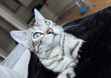 Stunning 1 Year old snow bengal female