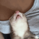 2 Female Young Ferrets