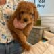 Adorable Mini Goldendoodle puppies available.