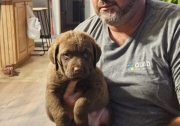 Chessie puppies