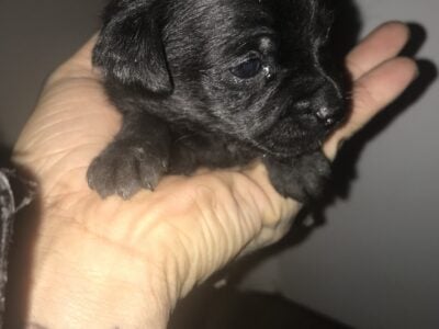 Puppies pup pups dogs for sale