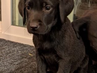 Labrador Retriever Puppies