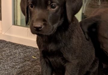 Labrador Retriever Puppies