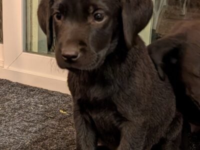 Labrador Retriever Puppies
