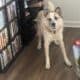 Great Pyrenees and Australian Cattle Dog Mix Puppy